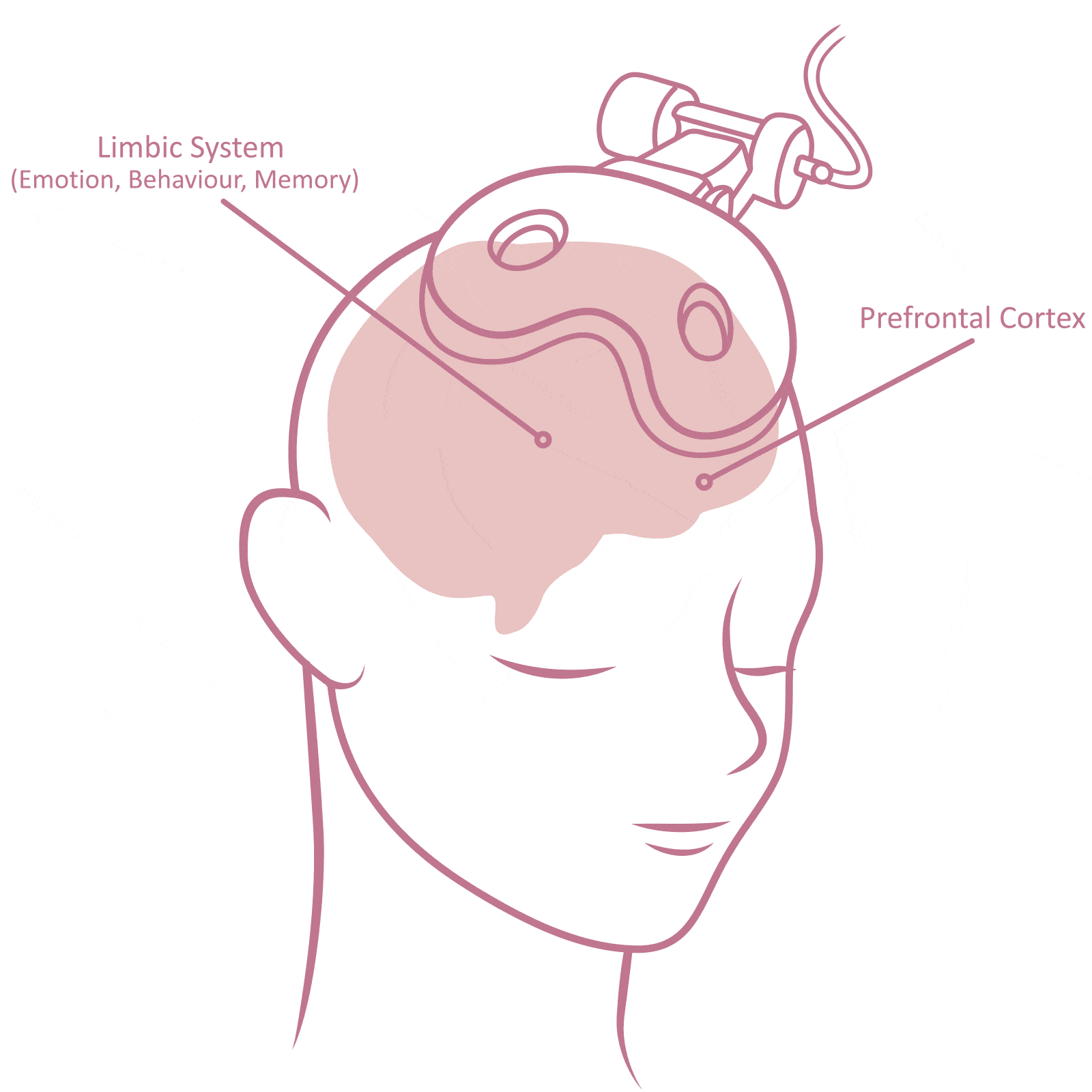 tms brain animation transparent gif